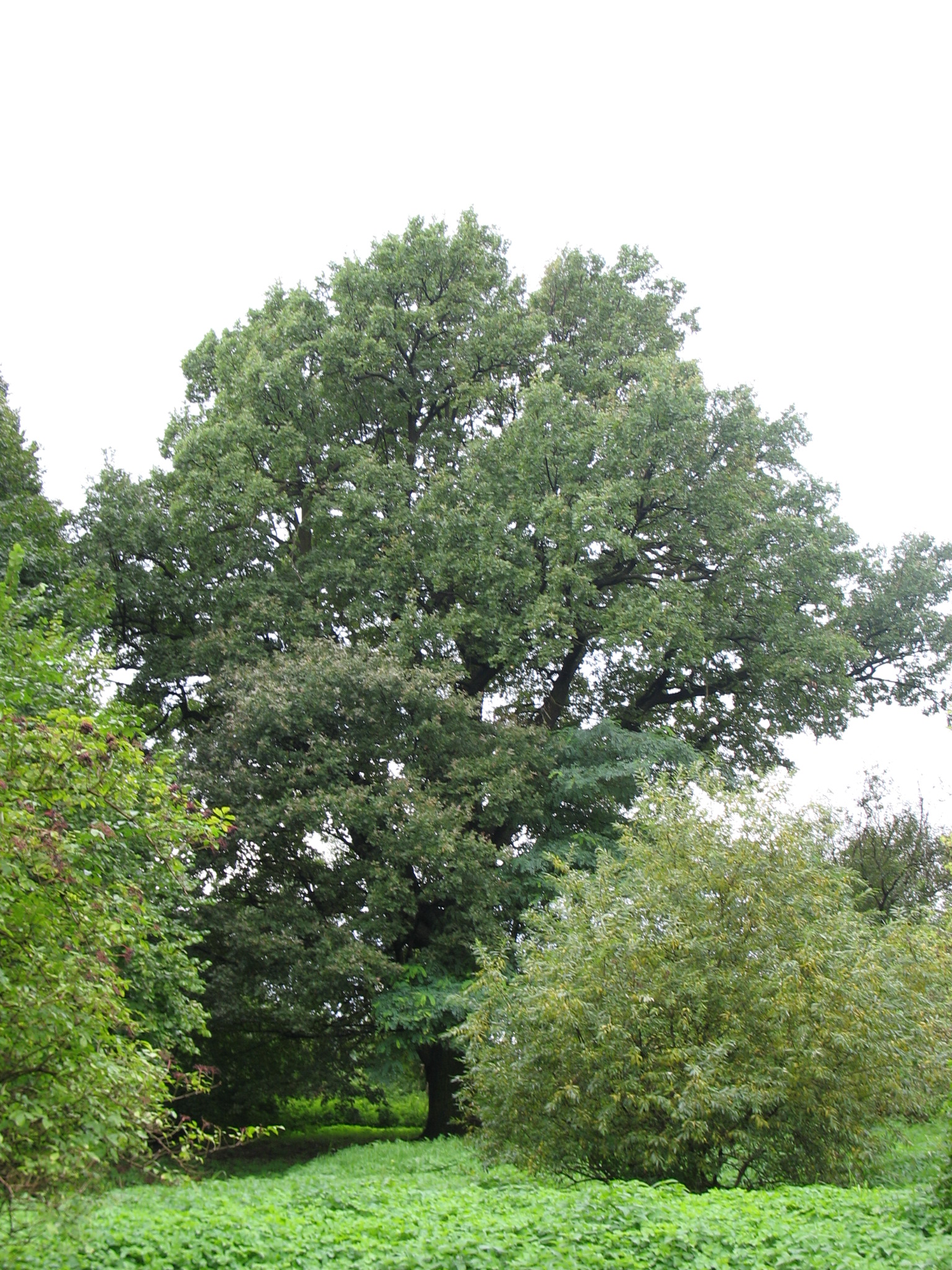 Dąb szypułkowy (Quercus robur) rosnący w Czernicy, na terenie parku przy Ośrodku Kultury "Zameczek", charakteryzujący się ponad 4 metrowym obwodem na wysokości 130 cm.