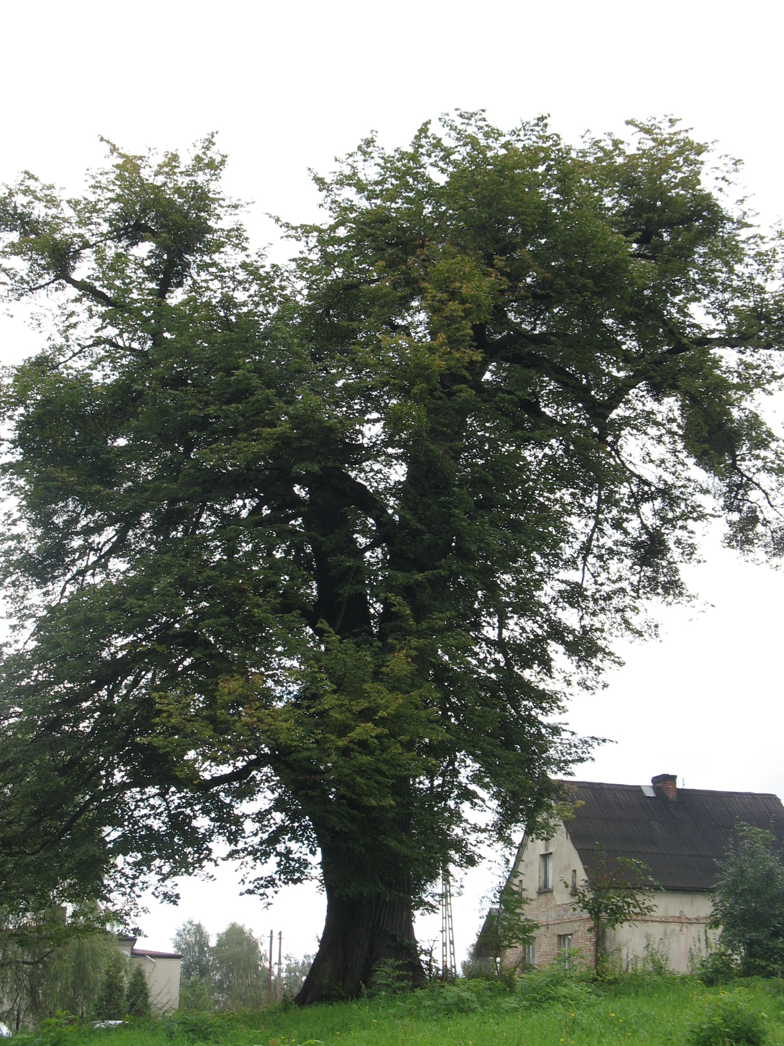 Lipa drobnolistna (Tilia cordata) również rośnie w Czernicy, przy ul. Sobieskiego poniżej cmentarza parafialnego. Obwód drzewa na wysokości 130 cm osiągnął 477 cm.