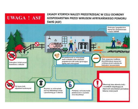 Afrykański pomór świń (ASF) - Broszura Informacyjna