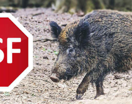 Informacja nt. AFRYKAŃSKIEGO POMORU ŚWIŃ (ASF)